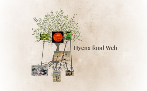 Hyena food Web by Trey Wyatt