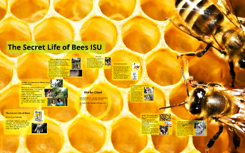 The Secret Life Of Bees Isu By Tiffany T On Prezi Next