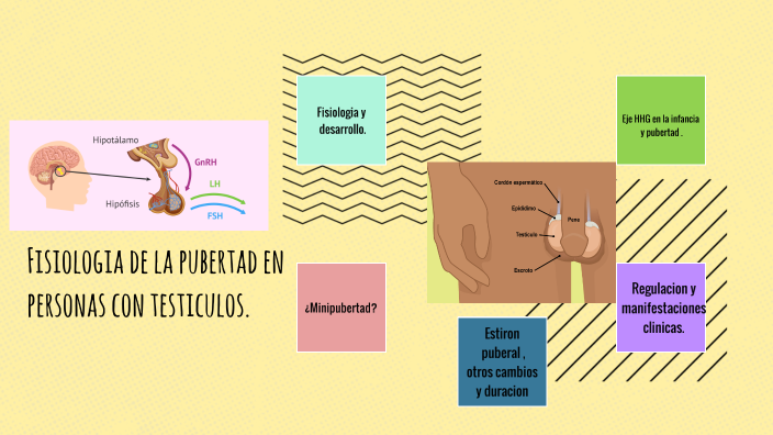 Es Normal Que Te Duelan Los Testiculos En La Pubertad