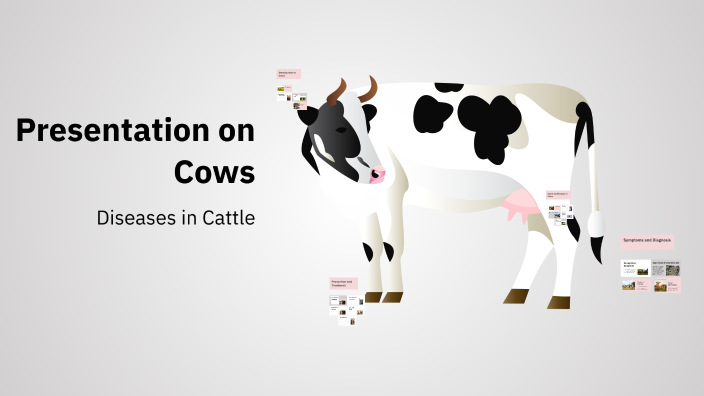 Presentation on Cows by Velson on Prezi