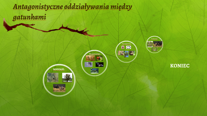 Antagonistyczne oddziaływania między gatunkami by xxxxx xxxxx on Prezi