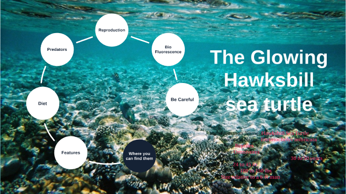 The Glowing Hawksbill Sea turtle by Kaira L on Prezi
