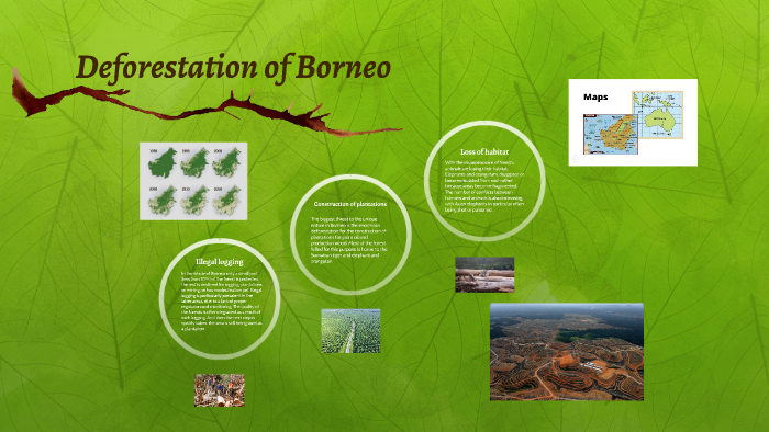 Deforestation of Borneo by Thomas Vanhove on Prezi