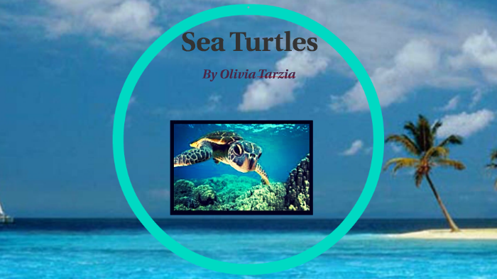 Sea Turtles by O Tarzia on Prezi