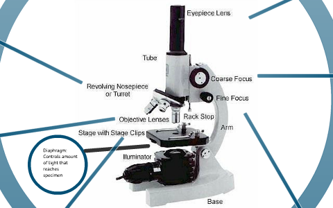 The Compound Microscope by sandy skradski