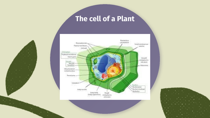 Collage Cell Cell Analogies Collage by Jaylah Byrd on Prezi