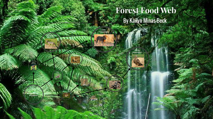 Forest Food Web by Kailyn M-B