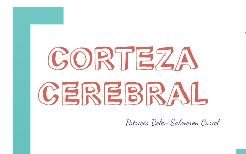 CORTEZA CEREBRAL by Patricia Salmeron on Prezi