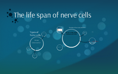 the life span of a nerve cell is