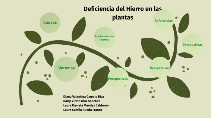 DEFICIENCIAS DEL CICLO DEL HIERRO EN LAS PLANTAS by Laura Calderon on Prezi