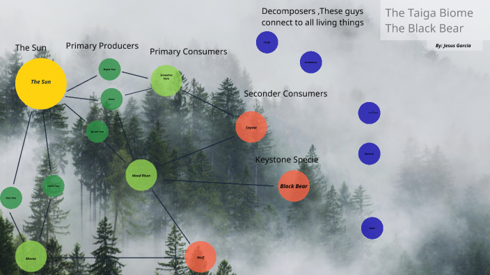 Black Bear Food Web by Rodrigo Garcia Antonio on Prezi