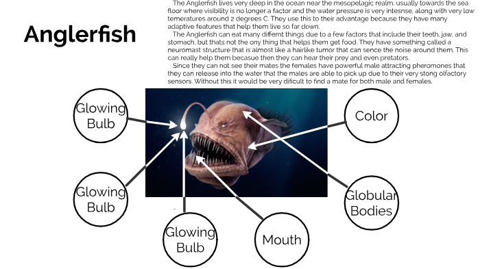 Adaptive Features of the Anglerfish by Ellie Warning on Prezi