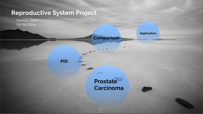 reproductive system project by Nichole Sum on Prezi