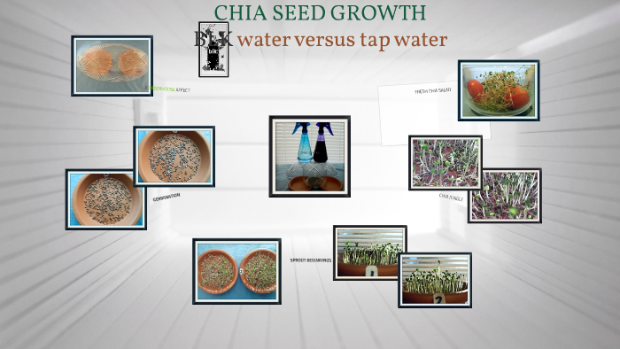 CHIA SEED GROWTH by Lani Ruffolo on Prezi