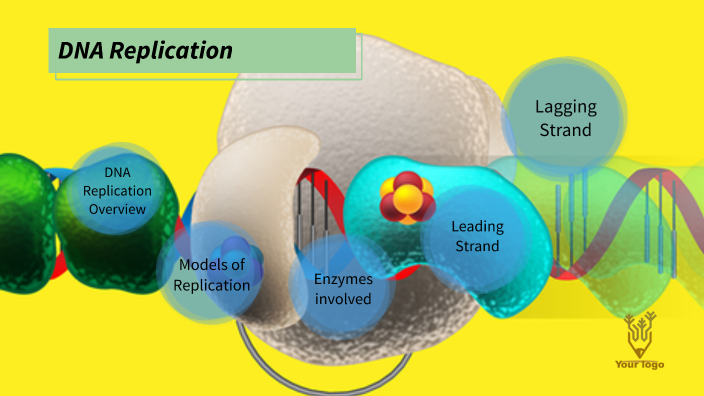 DNA Replication by Karej L on Prezi