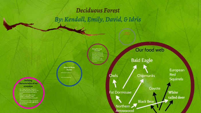 Deciduous Forest by Kendall Johnson on Prezi