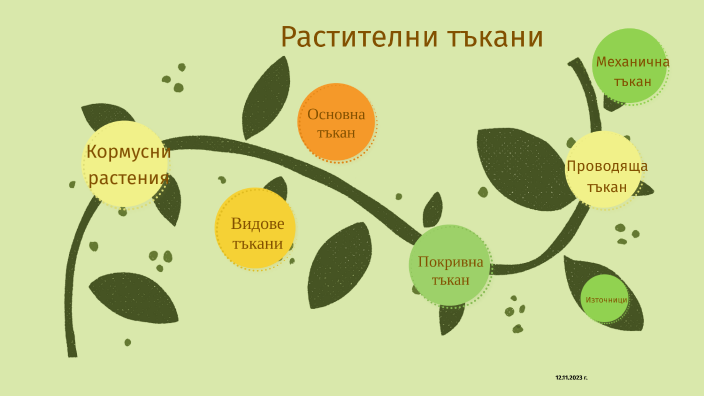 Растителни тъкани by Румяна Лазарова on Prezi