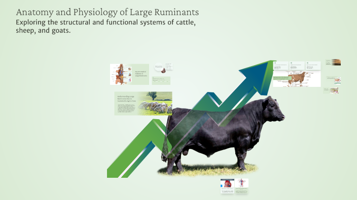 Example Of Large Ruminants Anatomy and Physiology of Large Ruminants by k d on Prezi
