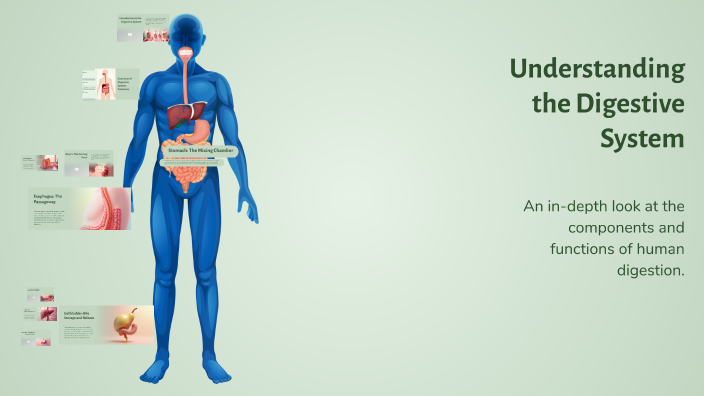Understanding the Digestive System by Kelsey Hines on Prezi