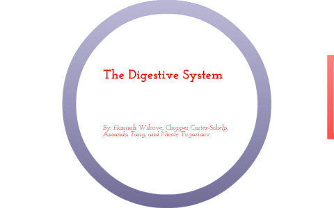 Digestive System by Hannah Wilcove on Prezi