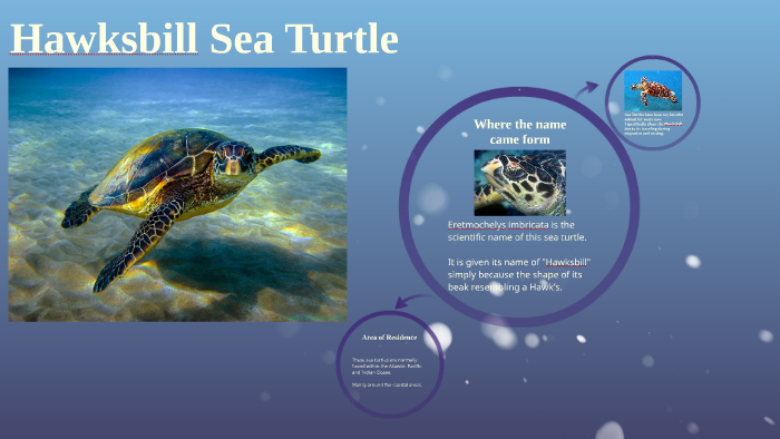Hawksbill Sea Turtle by Courtney Moss on Prezi