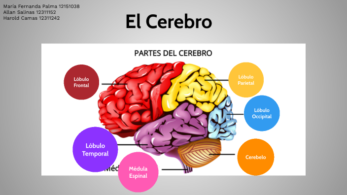 Partes del Cerebro by Allan Salinas