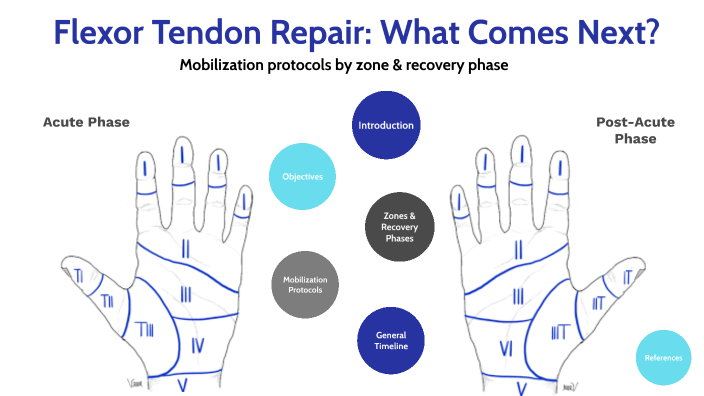 Flexor Tendon Repairs & Therapy Protocol By Anna Mostoller On Prezi