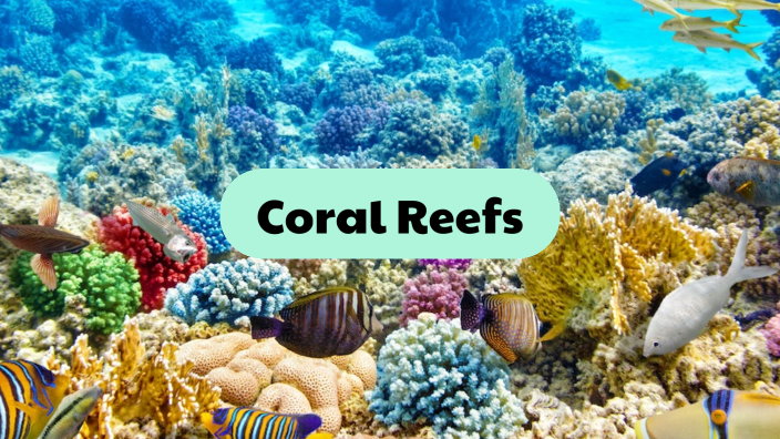 Coral Reefs by Julia Holer on Prezi Next