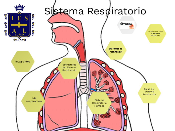 Sistema Respiratorio by Dayra Aviles Gamarra on Prezi