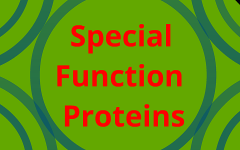 Special Function Proteins by Aaron Hom on Prezi