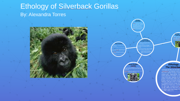 silverback gorilla lifespan