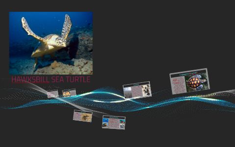 HAWKSBILL SEA TURTLE by Carolyn Gunville on Prezi