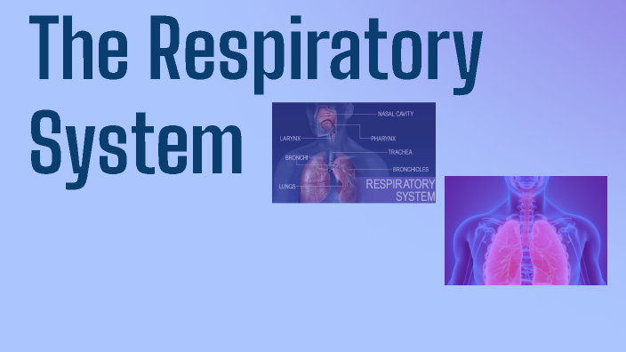 The Respirtory System by Runo Akugha on Prezi