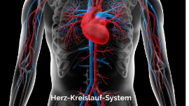 Herz Kreislaufsystem By Enia Wurzbacher