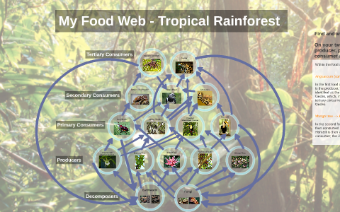 Tropical Rainforest Toucan Food Web