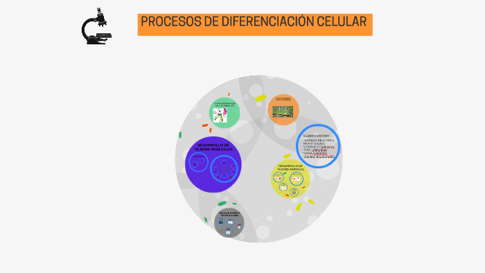 Procesos De Diferenciacion Celular By Alfredo Iglesias On Prezi 9373