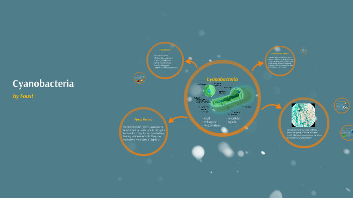 Cyanobacteria by Julia Foust on Prezi