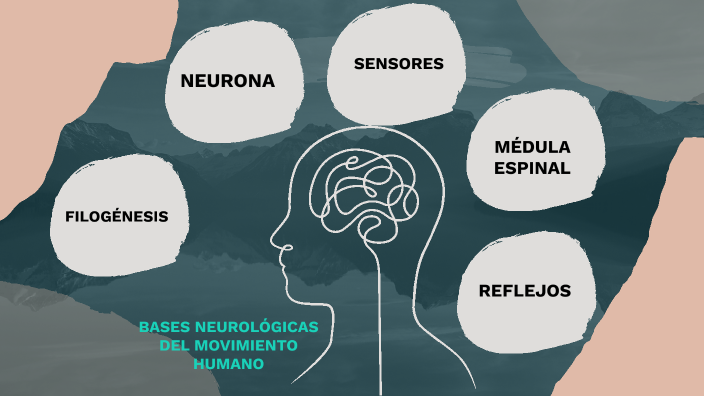 Bases Neurológicas by HERNAN DARIO SEPULVEDA VARGAS on Prezi