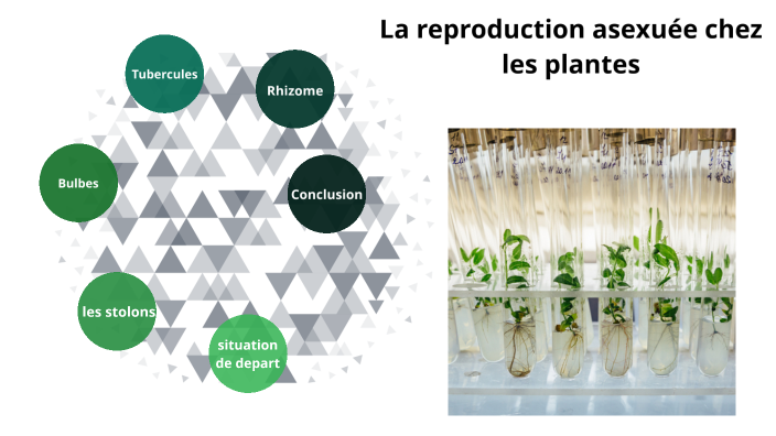 reproduction asexuée dans les bulbes de plantes