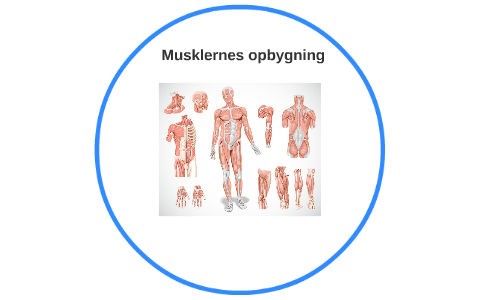 MUSKELFIBER TYPER visual data 2