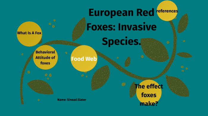 European Red Fox Invasive Species by Sinead Slater on Prezi