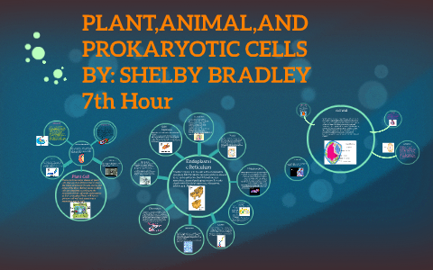 PLANT AND ANIMAL CELLS by shelby bradley on Prezi