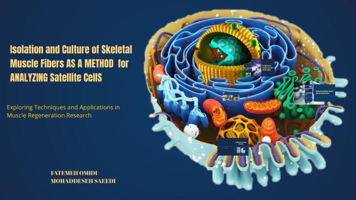 Isolation and Culture of Skeletal Muscle Fibers for Satellite Cell ...