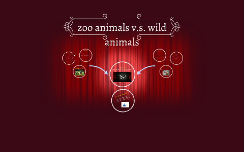 difference between wild animals and zoo animals