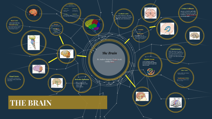 The Brain by on Prezi