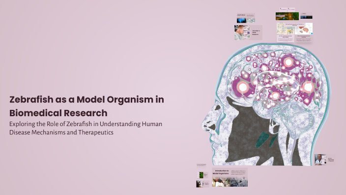 Zebrafish as a Model Organism in Biomedical Research by Fasna P F on Prezi