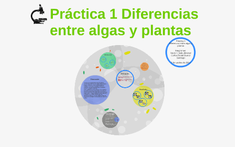Practica 1 Diferencias Entre Algas Y Plantas By Prezi User On Prezi