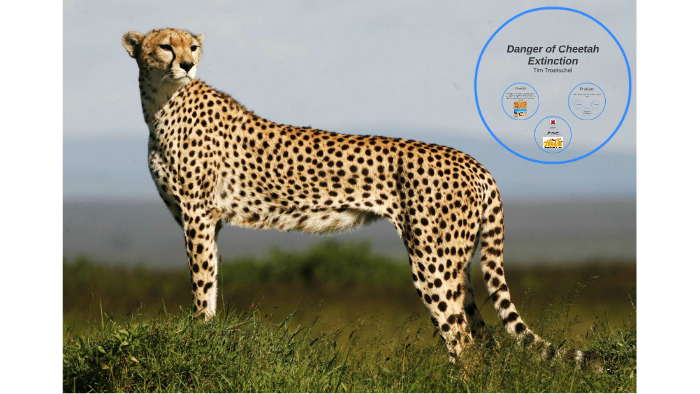 Danger of Cheetah Extinction by Tim Troetschel on Prezi