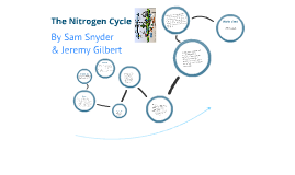 Apes Nitrogen Cycle By Sam Snyder