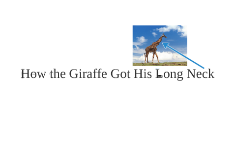 How The Giraffe Got His Long neck by damien serrano on Prezi